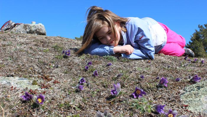 Flicka ligger på marken och tittar på blommor som växer där.